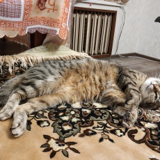 Кошачий альбом